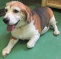	捕獲抑留犬の画像　個体番号５番